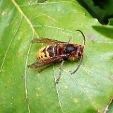 9999S 09 Hornisse Drei Seen